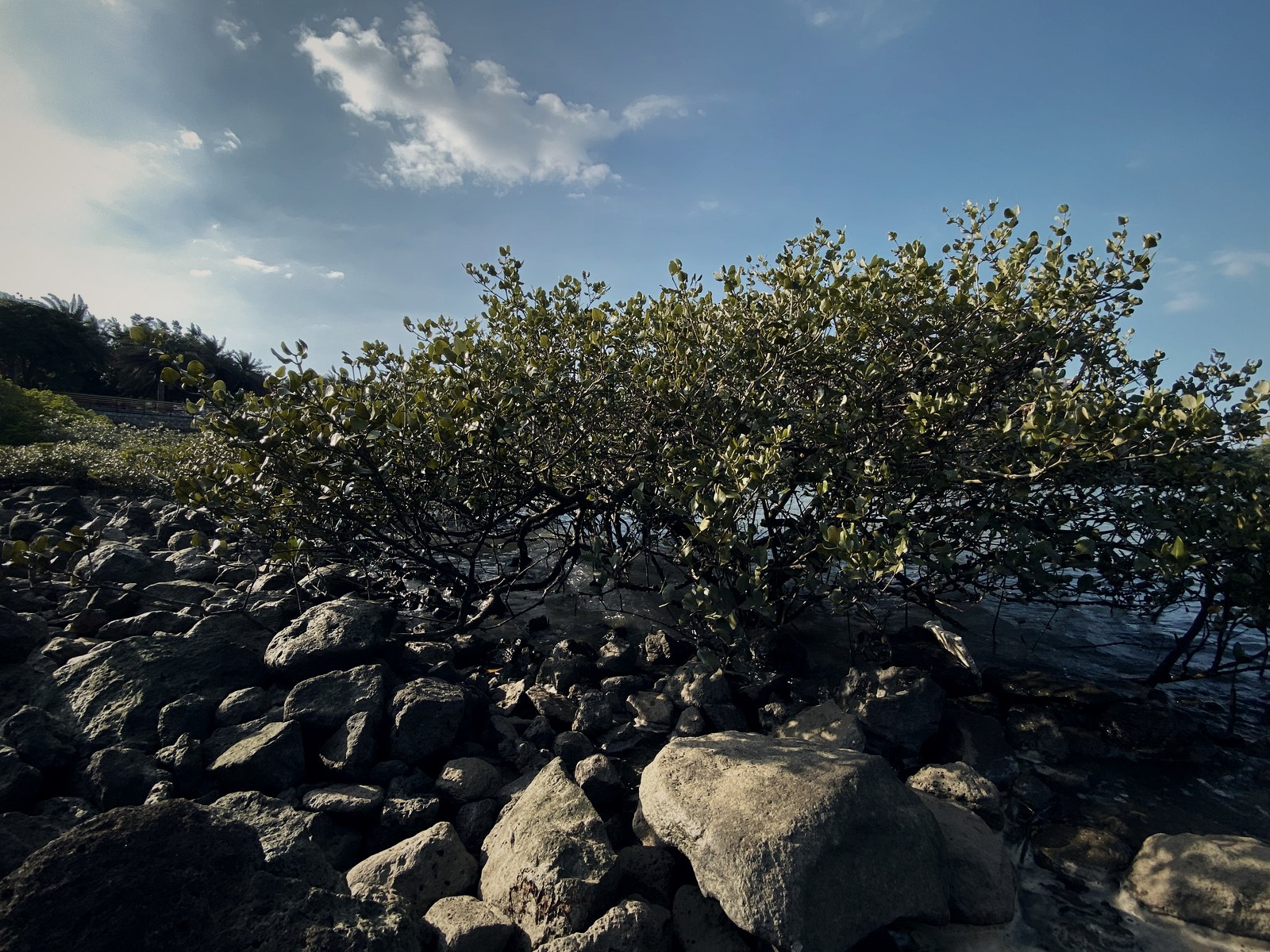 盐田所在的火山岩海岸,红树林就长在旁边(实拍)