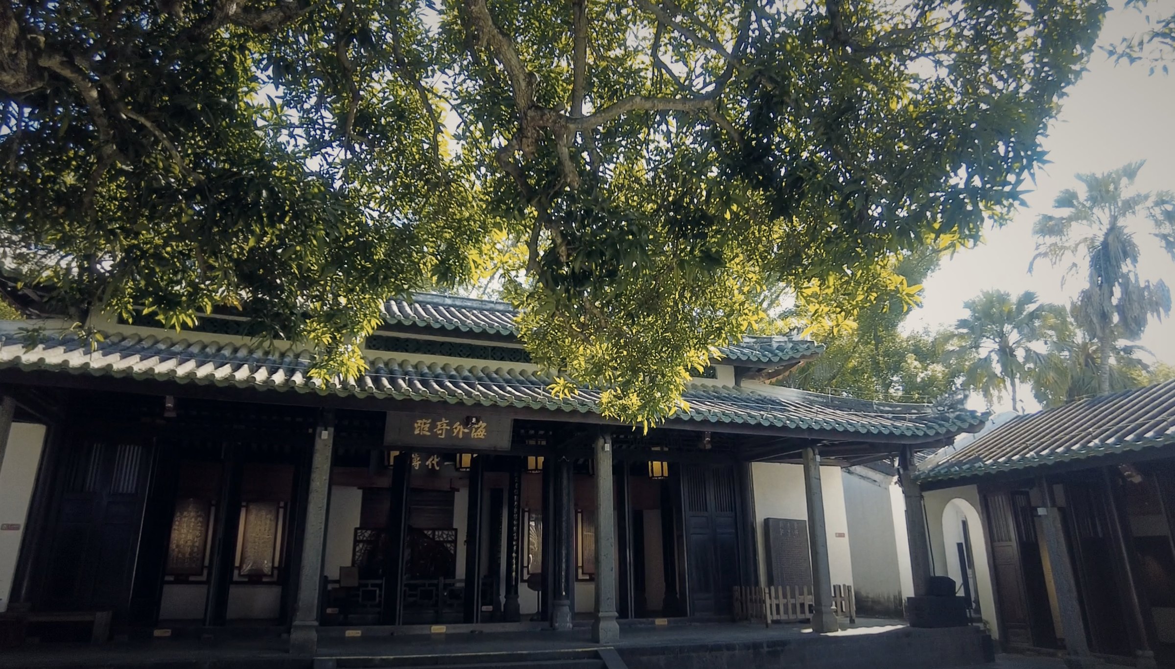 院内的芒果树，相传为东坡手植（实拍）